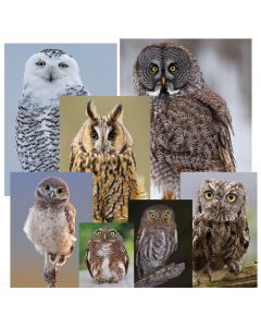 Eureka Math Owl Posters, set of 7